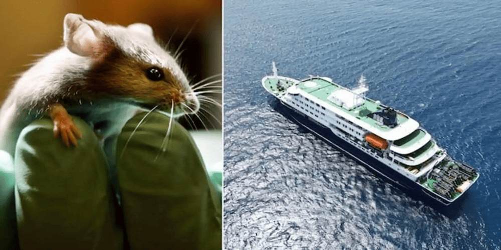 Cruise Ship Hantavirus Outbreak: 40 Passengers Leave Vessel in South Atlantic, Island Under Watch